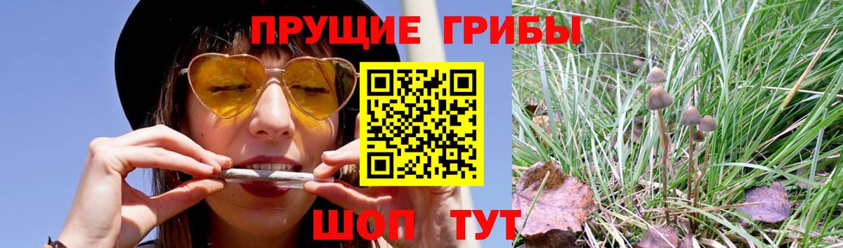 Псилоцибиновые грибы прущие грибы  Псилоцибиновые грибы GOLDEN TEACHER  Майкоп  Вход с VPN 